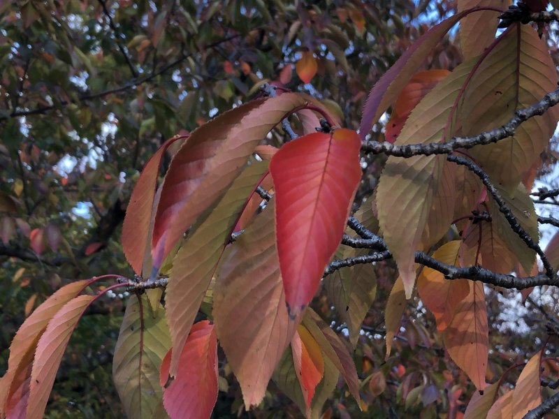 モミジだけが紅葉するのではない 旅野そよかぜ 旅と歴史と東南アジア小説 Note