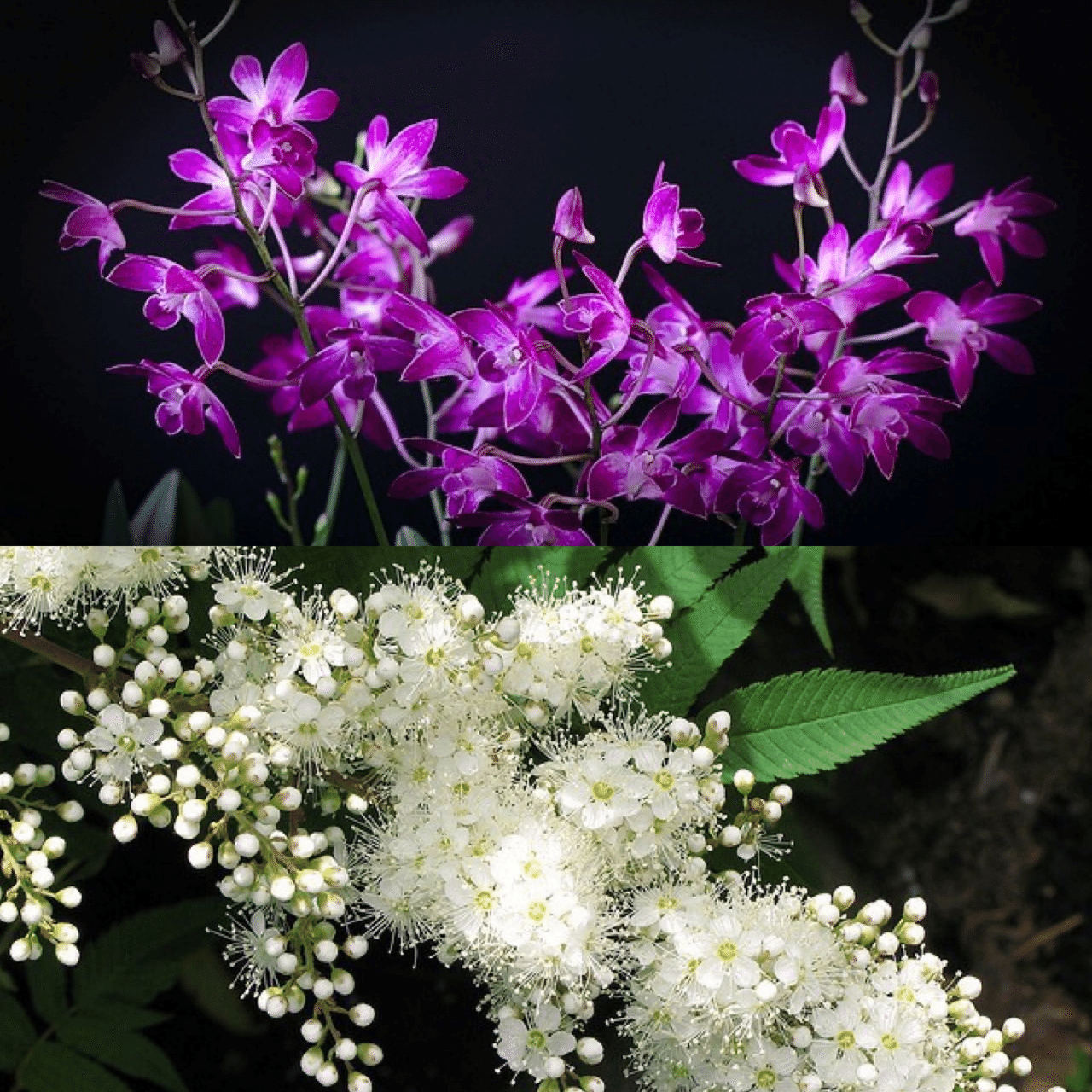 11月13日お誕生日の方おめでとうございます 今日の誕生花の花言葉は デンドロビウム わがままな美人 ナナカマド 慎重 賢明 私はあなたを見守る 今日も素敵な1日になりますように Monstera18 Note 11月13日お誕生日の方おめでとうございます 今日の誕生花の花言葉は デンドロビウム わがままな美人 ナナカマド 慎重 賢明 私はあなたを見守る 今日も素敵な1日になりますように Monstera18 Note