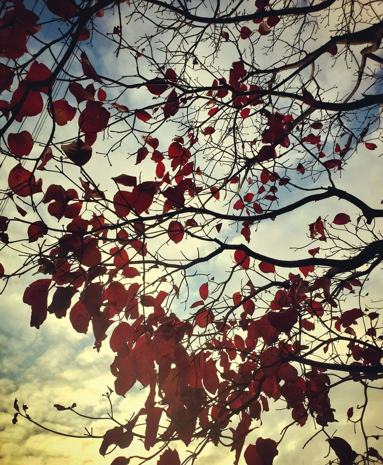 おはよーございます。

斑の雲の在るアヲゾラ朝。
樹の下からも、その雲たちの形状がすっかり見渡せるようになってるなぁ、と。
葉たちは最期にカッと燃えて、静かに新陳代謝の４番目をしておりました。

ワタシたちも。


#sky #autumn #leaf #love #moritaMiW #空 #秋 #ハナミズキ #佳い一日の始まり