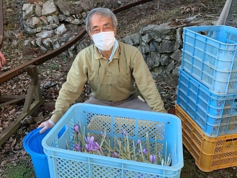 サフランの花 つくみの移住相談員 Note