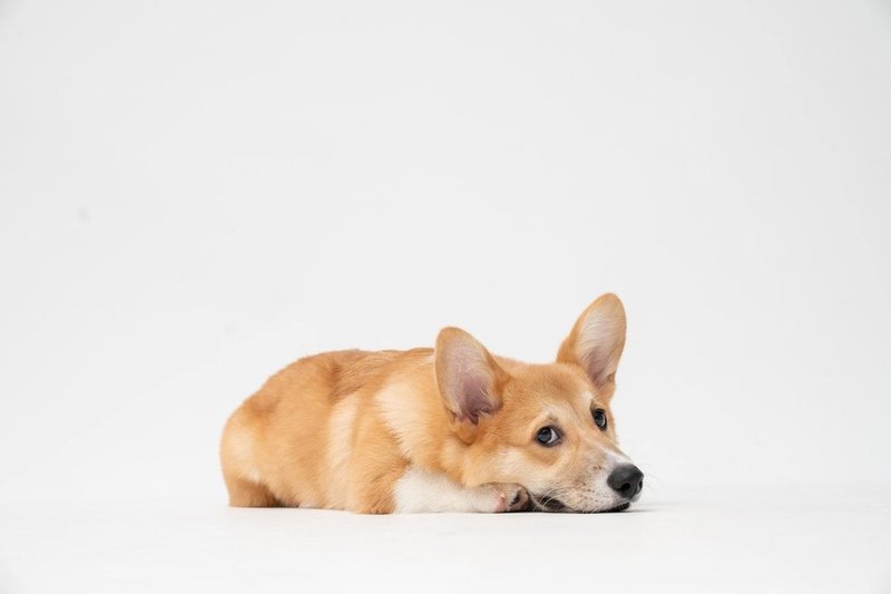 たちコギの歴史 コーギー犬ってかわいいのよ 霊幻道士 Note たちコギの歴史 コーギー犬ってかわいいのよ 霊幻道士 Note