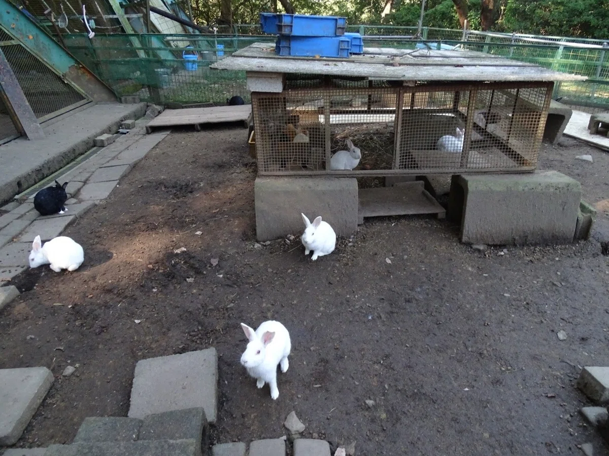 画像27