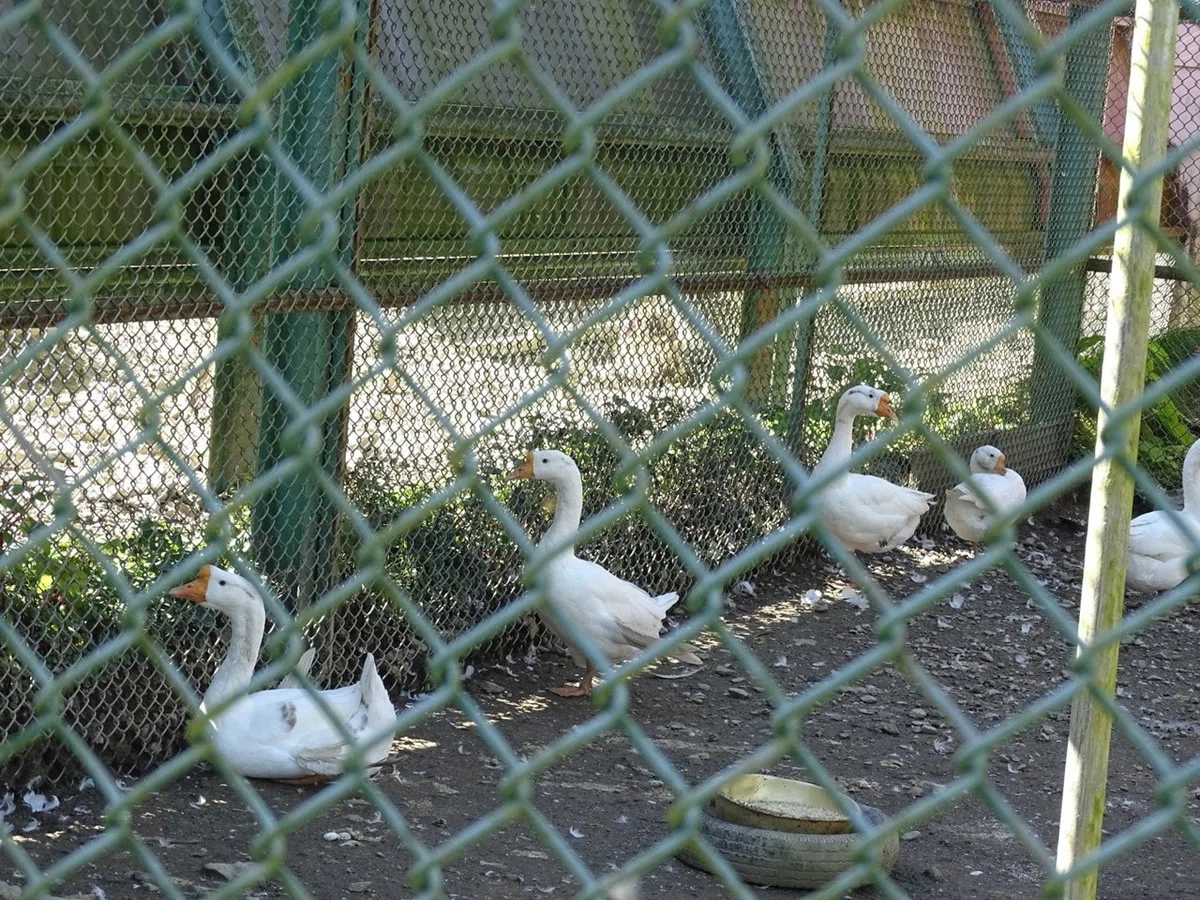 画像30