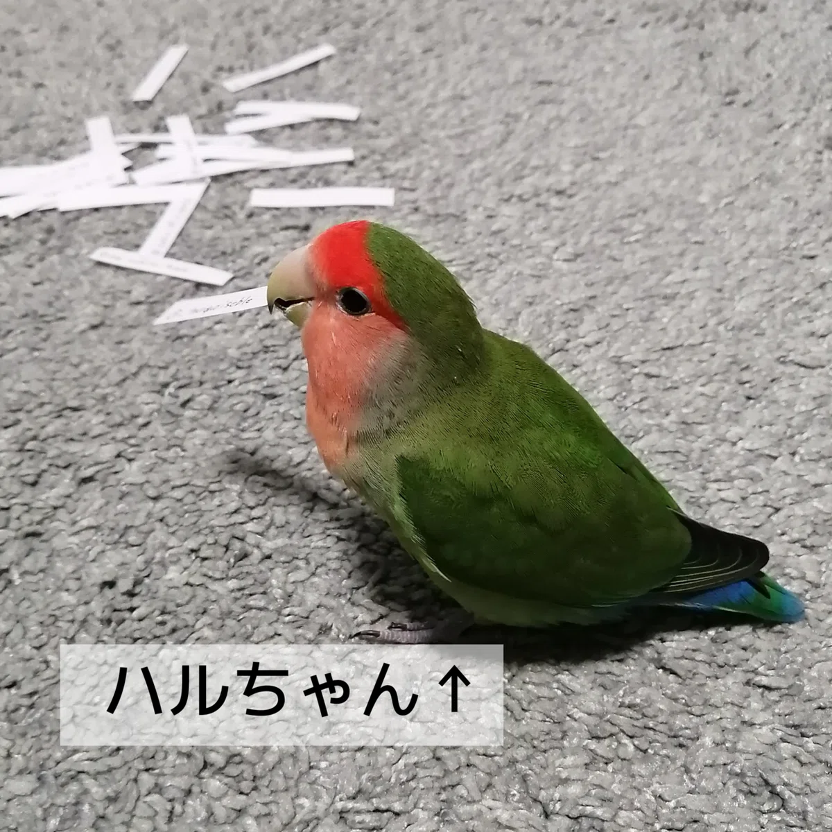 画像6