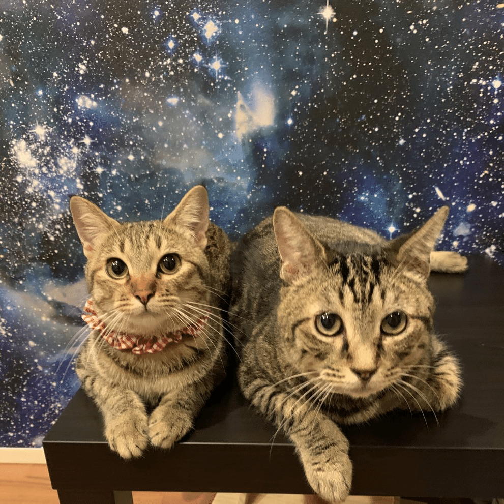 高円寺の保護猫カフェ 拝啓ねこ様 です X Haikeinekosama Note