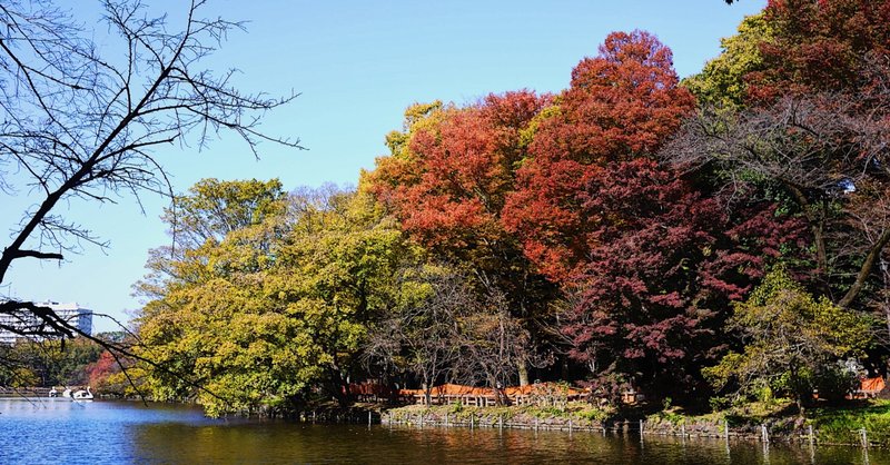 井の頭恩賜公園 紅葉してました アキ Note 井の頭恩賜公園 紅葉してました アキ Note