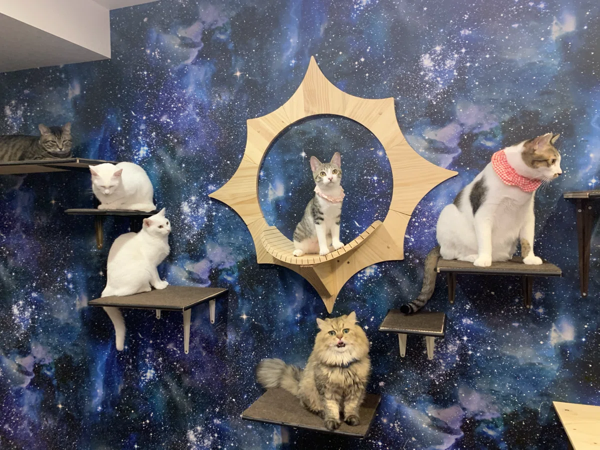 高円寺の保護猫カフェ「拝啓ねこ様」です(=^x^=)｜haikeinekosama