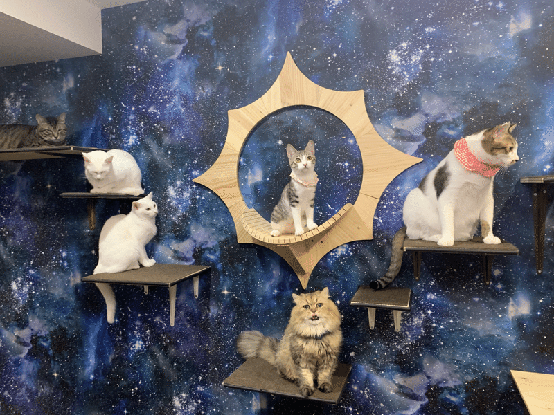 高円寺の保護猫カフェ 拝啓ねこ様 です X Haikeinekosama Note 高円寺の保護猫カフェ 拝啓ねこ様 です X Haikeinekosama Note