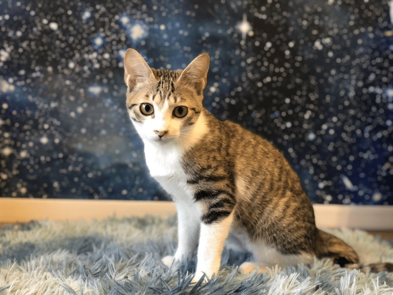 高円寺の保護猫カフェ 拝啓ねこ様 です X Haikeinekosama Note 高円寺の保護猫カフェ 拝啓ねこ様 です X Haikeinekosama Note