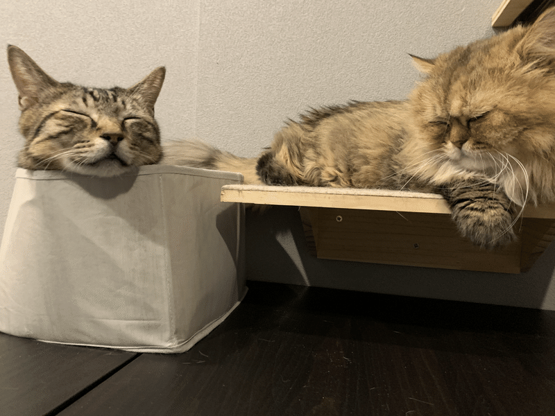 高円寺の保護猫カフェ 拝啓ねこ様 です X Haikeinekosama Note 高円寺の保護猫カフェ 拝啓ねこ様 です X Haikeinekosama Note