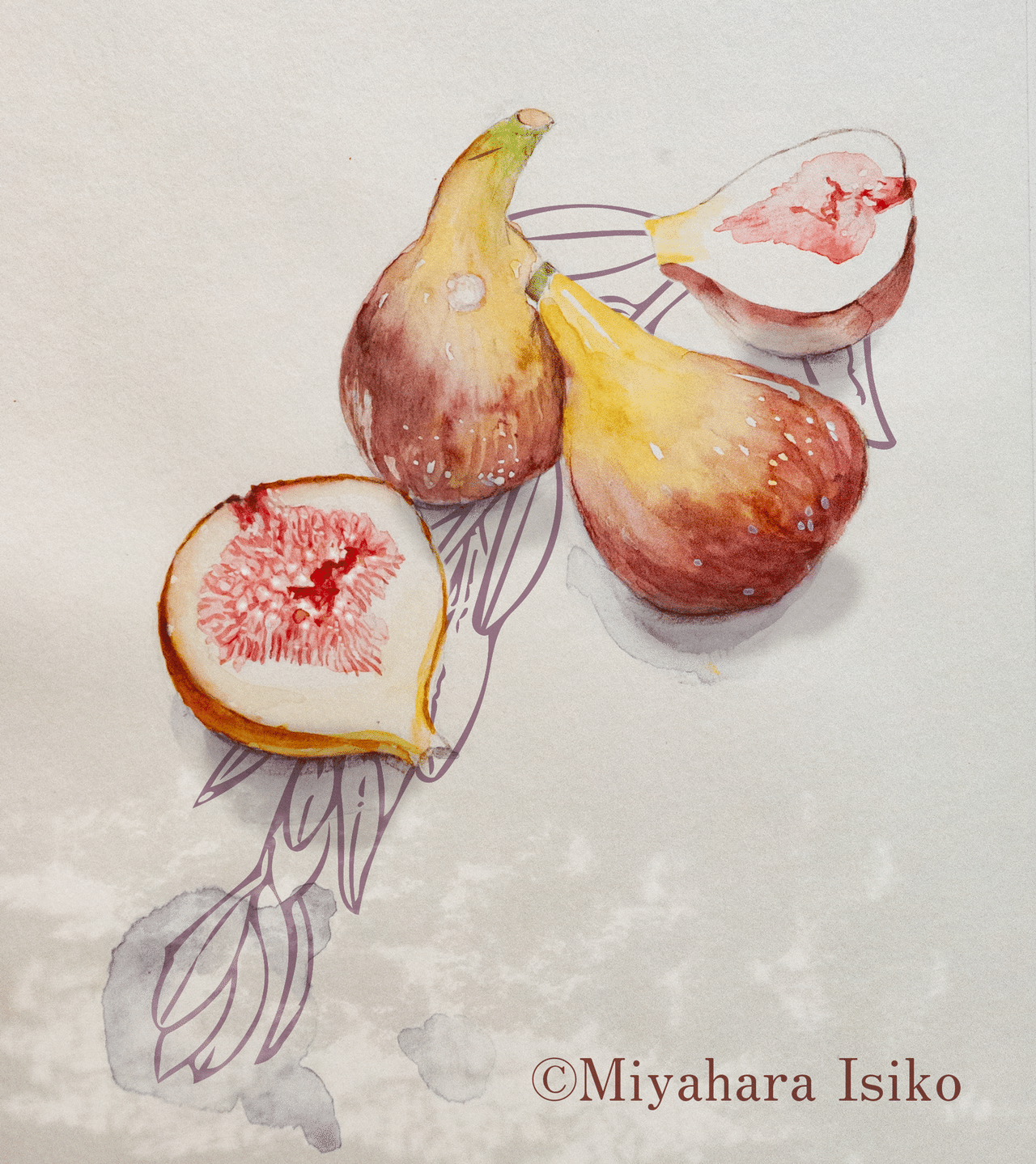 いちじくを描くー果物イラスト Miyaharaisiko Note
