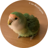 村東 剛 インコのおとちゃん それからこれから 出版記念展 村東 剛 Note