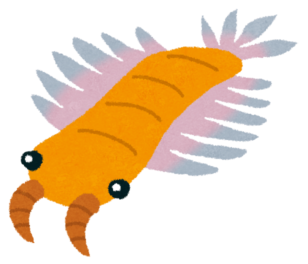 003 エディアカラ生物群 Pino3 Note 003 エディアカラ生物群 Pino3 Note