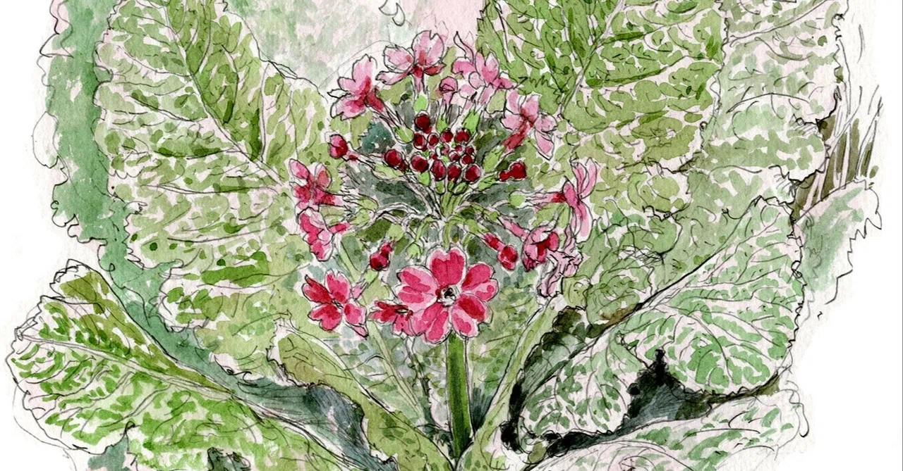 油絵 風景画 クリンソウ(九輪草) 5月【P10】 寄り掛っ