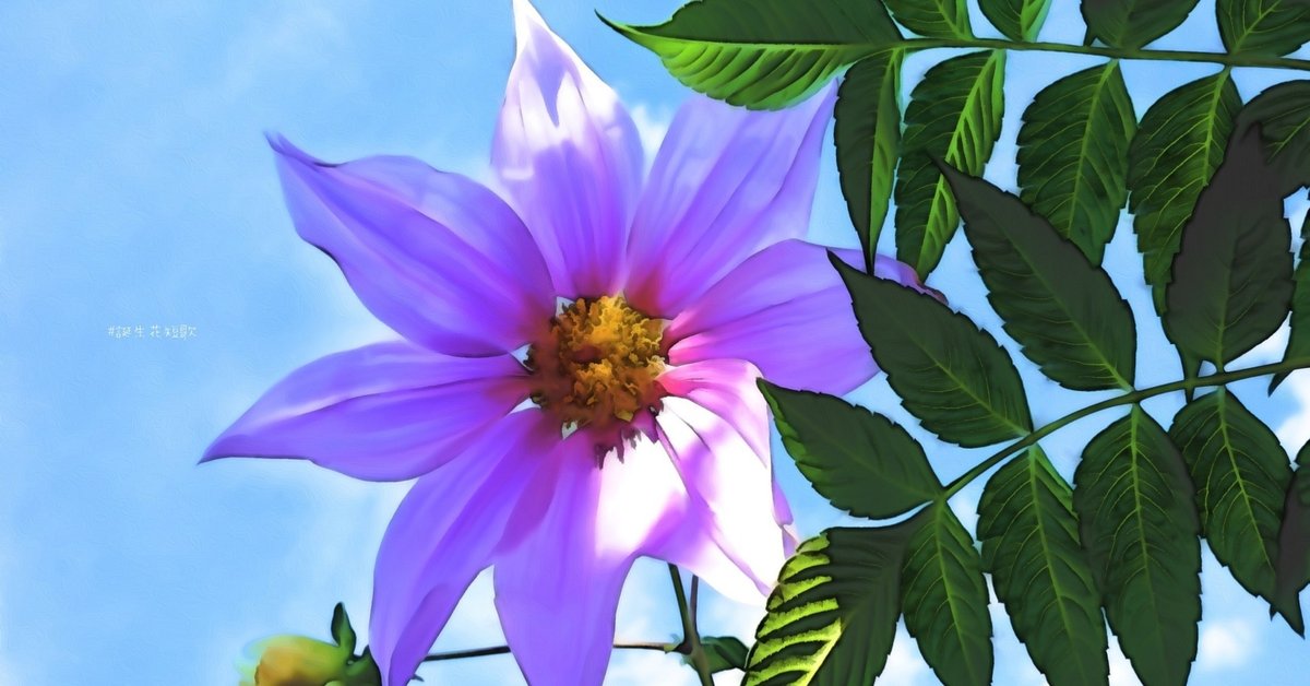 11月14日、誕生花は皇帝天竺牡丹【#誕生花短歌】｜御子柴 流歌 