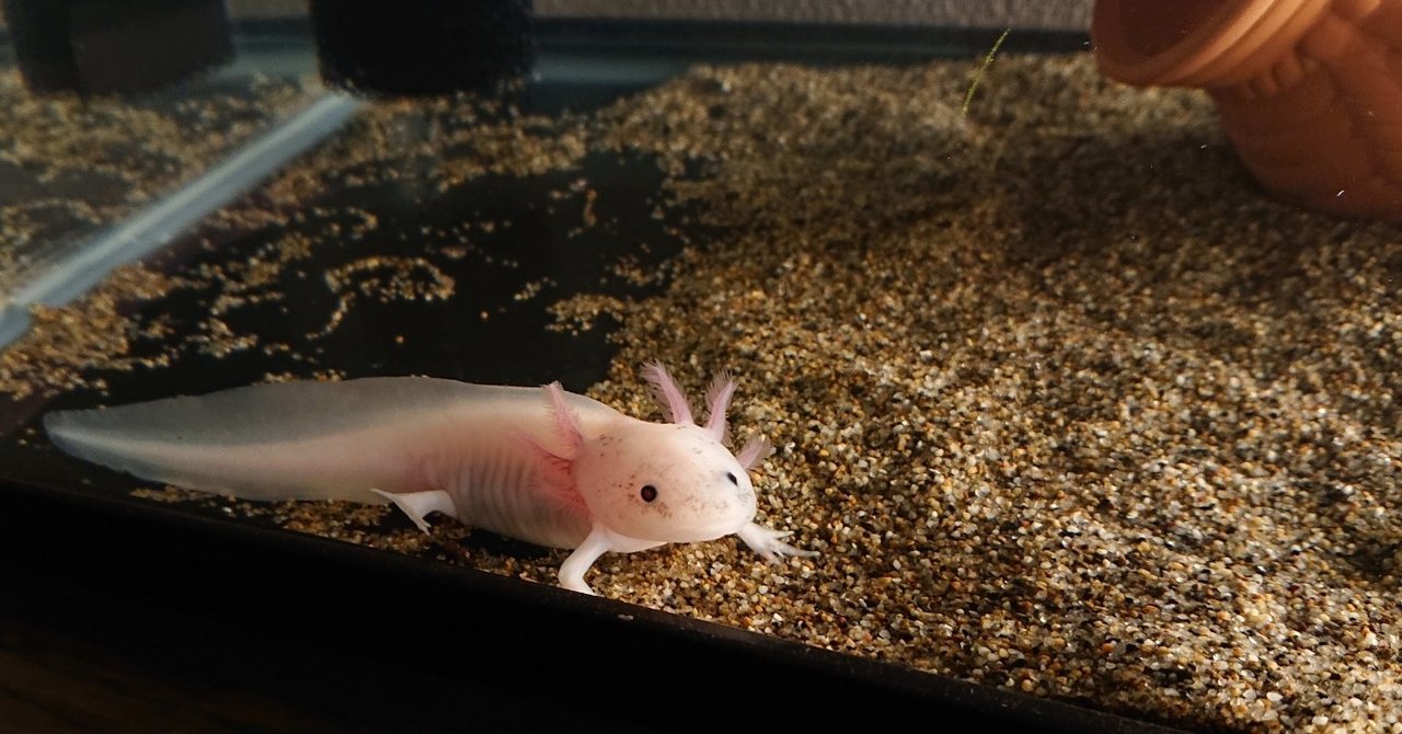 ウーパーとメダカの重要性が更新されていく にしはる Note ウーパーとメダカの重要性が更新されていく にしはる Note