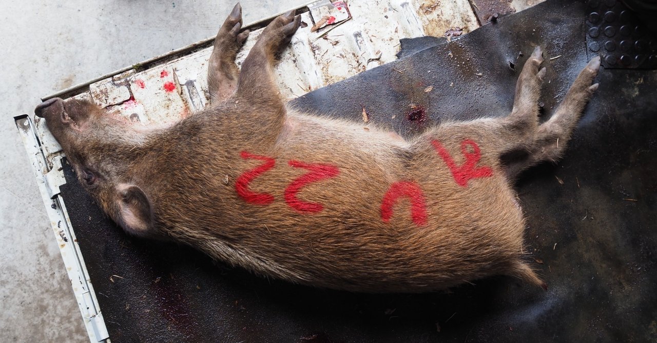 獣の解体を始めて3ヶ月 鹿 猪を３６頭バラした今 思うこと 中村安希 Note