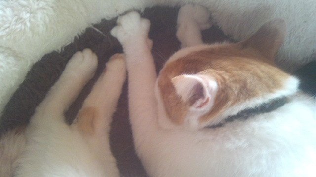 深夜この11歳のおっさん猫 泥だらけの血だらけで帰ってきた 急いでシャワーとドライヤー 幸い骨折はないみたい 痛み とショックでうなされるヤツに徹夜で付き添い 朝一で病院へ 先生に 外に出さないで と叱 足袋猫 Note