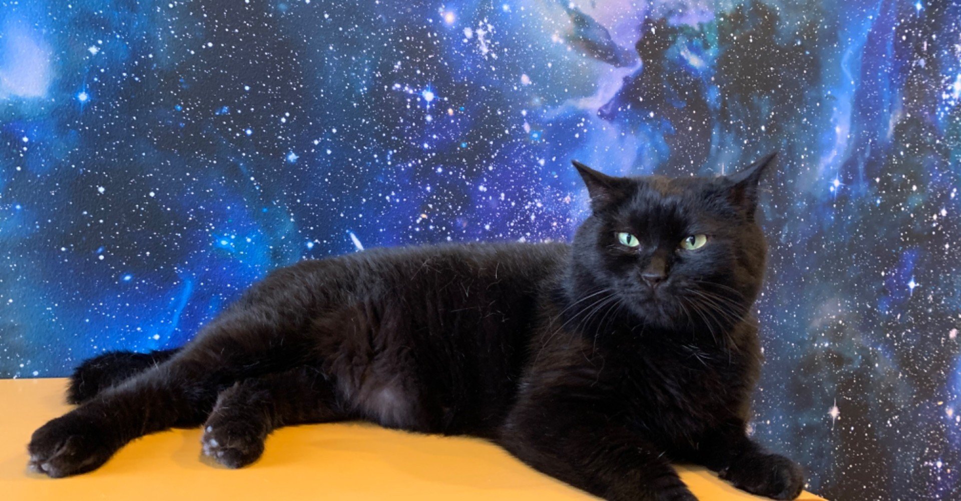 高円寺の保護猫カフェ 拝啓ねこ様 です X Haikeinekosama Note 高円寺の保護猫カフェ 拝啓ねこ様 です X Haikeinekosama Note