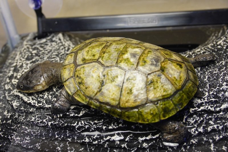 カメの行動特性に関する考察 Mon 029 Note カメの行動特性に関する考察 Mon 029 Note