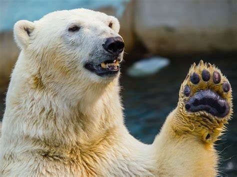 シロクマのリバウンド効果２