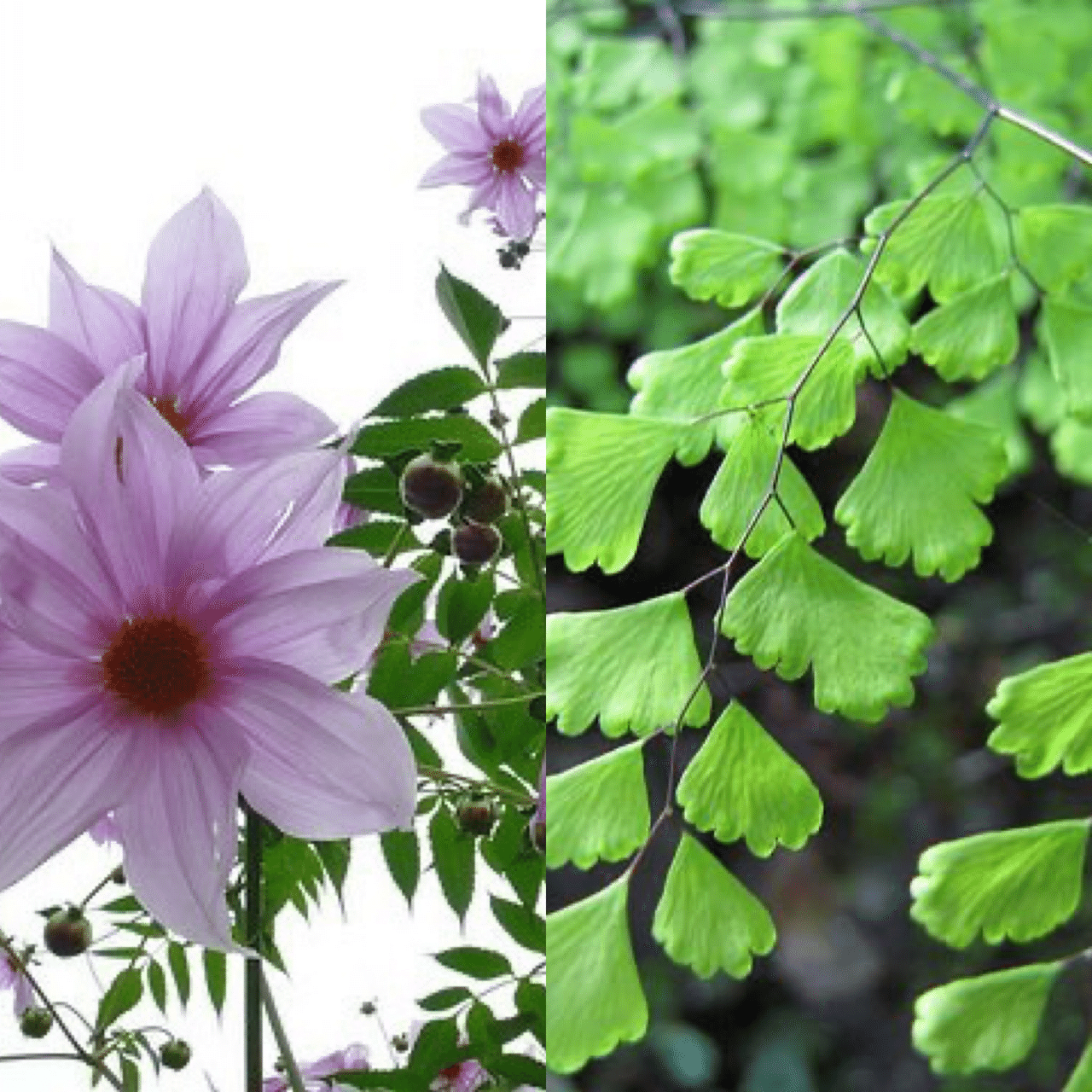 11月14日お誕生日の方おめでとうございます 今日の誕生花の花言葉は コウテイダリア 乙女の真心 乙女の純潔 アジアンタム 天真爛漫 繊細 今日も素敵な1日になりますように 誕生花 Monstera18 Note