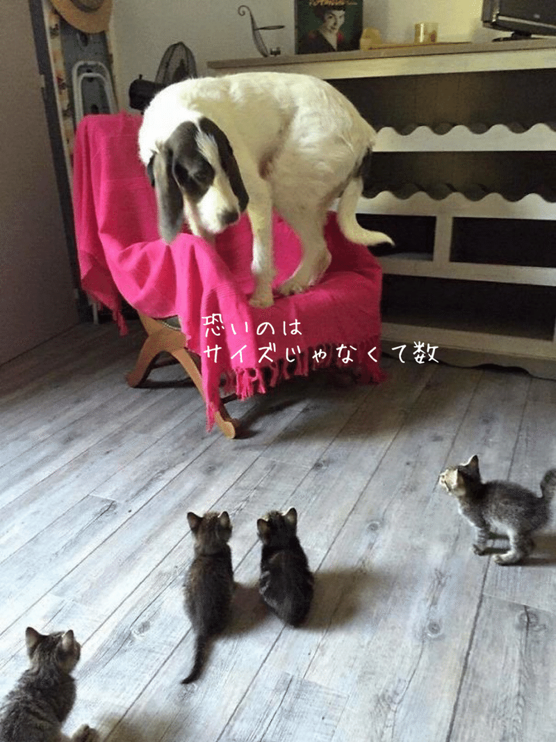 猫と犬 1 どっちが強い ノリノリ Note 猫と犬 1 どっちが強い ノリノリ Note