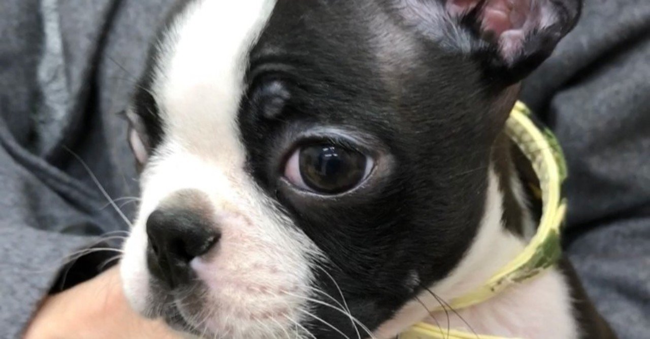 ジョジョの奇妙な冒険の第三部のイギーのモデル犬のボストンテリア 満生雄宇 Note