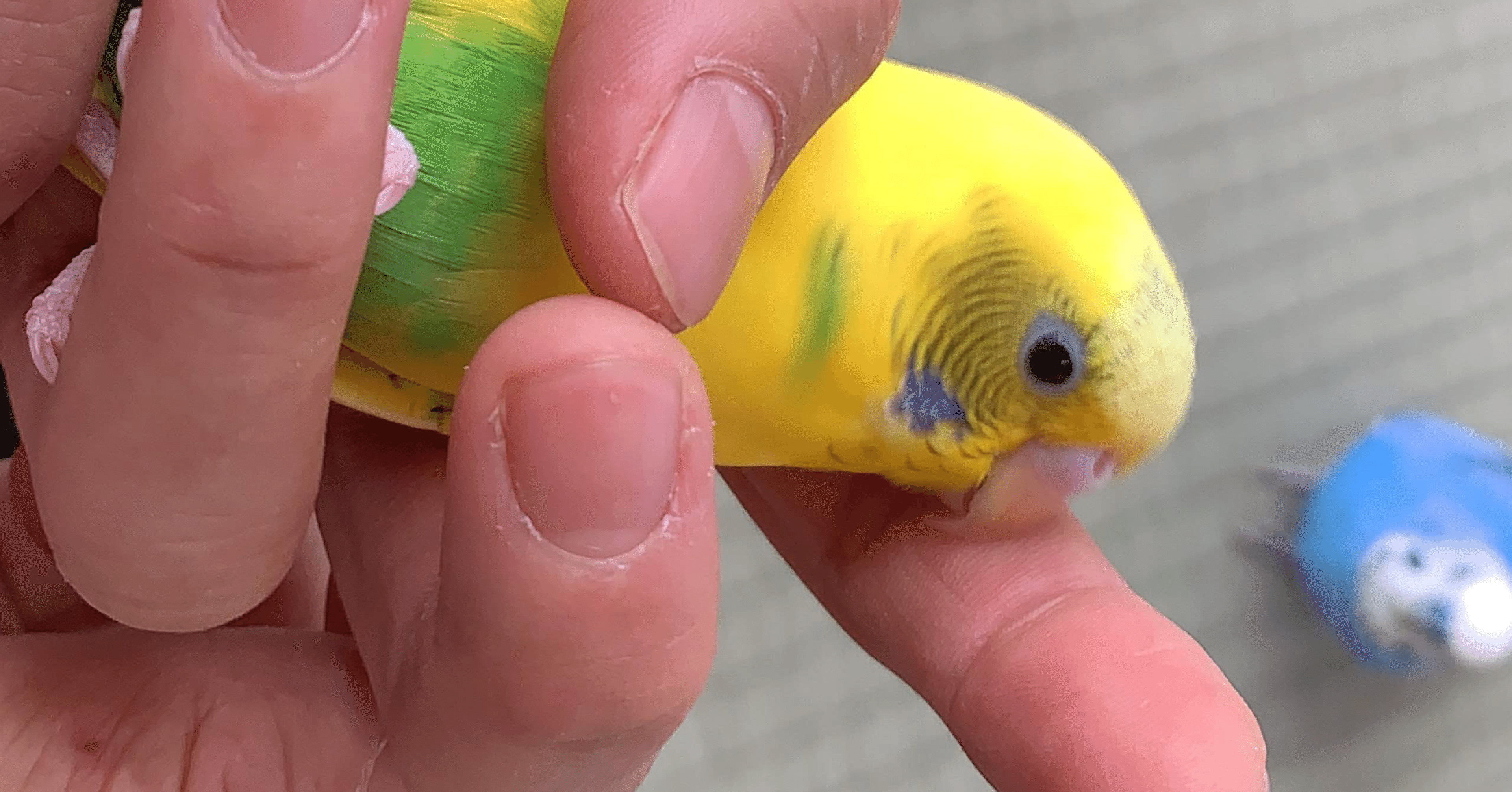 インコの吐き戻し インコまるけ Note