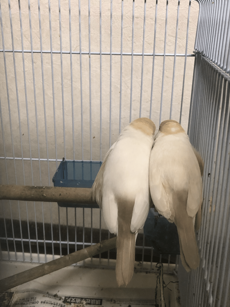 文鳥日記 クリーム文鳥のヒナを巣あげしました Ayaka Note