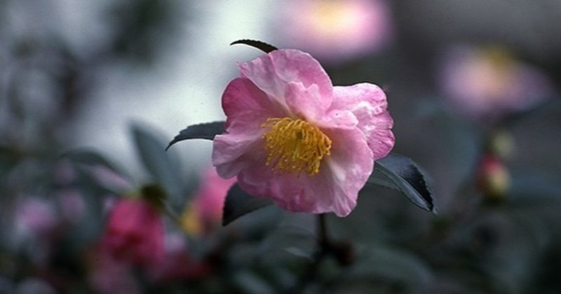 常緑小高木 の新着タグ記事一覧 Note つくる つながる とどける