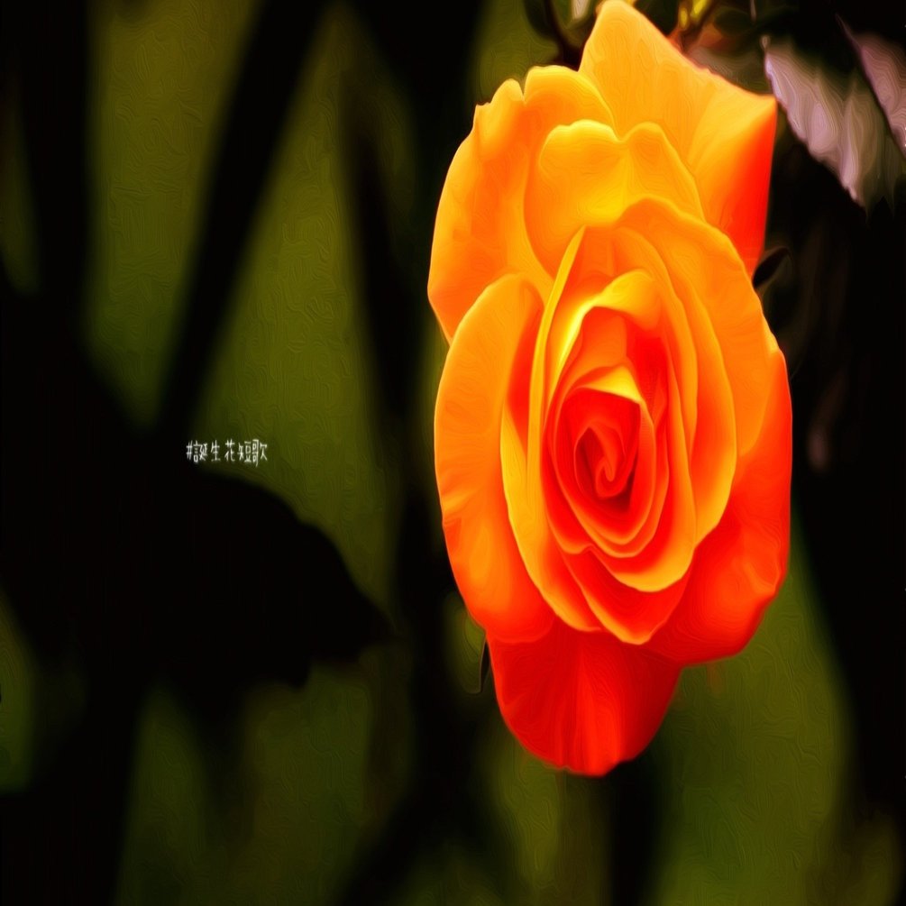 11月15日 誕生花は橙薔薇 誕生花短歌 御子柴 流歌 Note