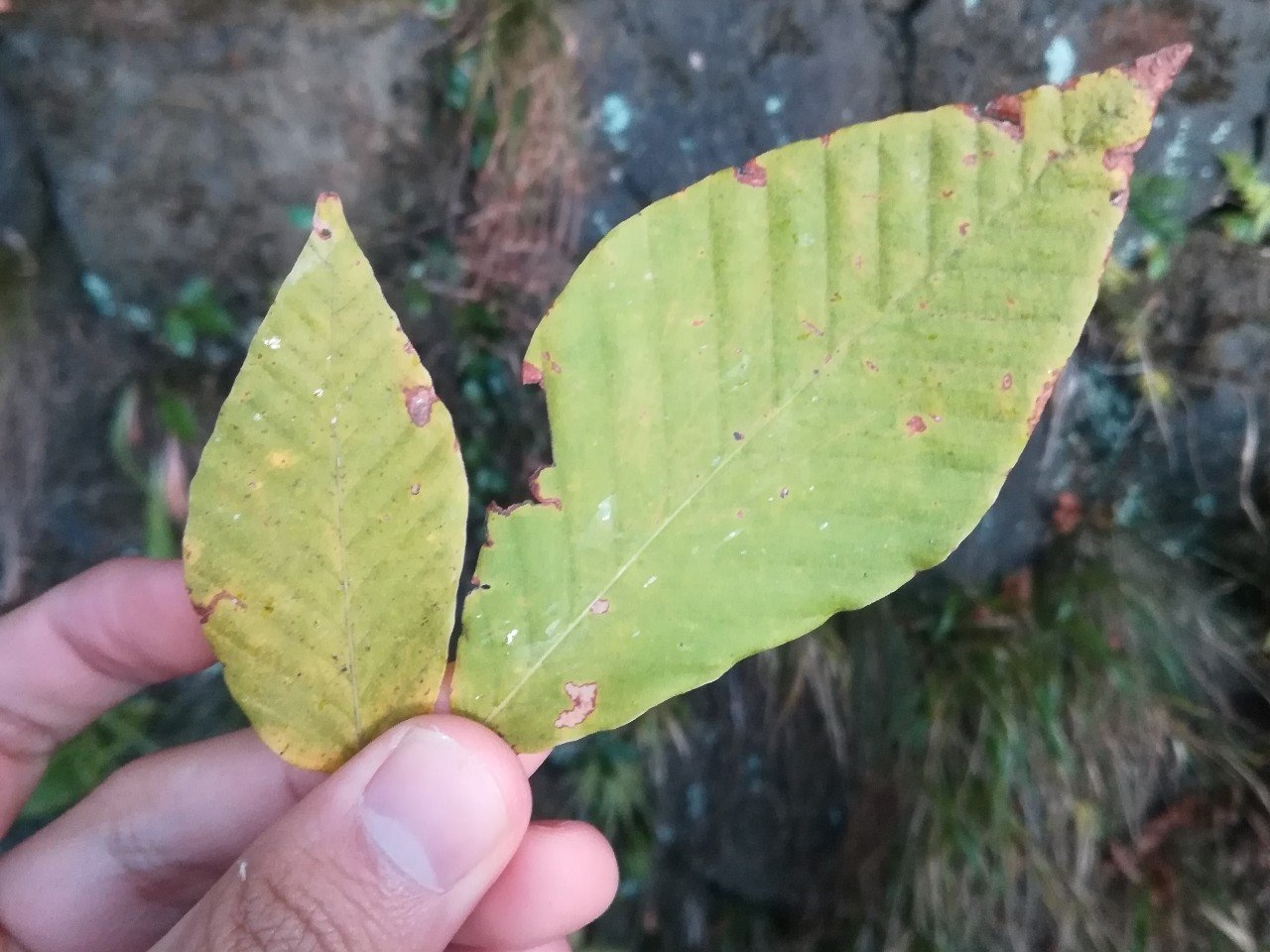 葉っぱはなぜ下から枯れるのか 植物の面白い生存戦略 植物から学ぶ むしとり日記 Note