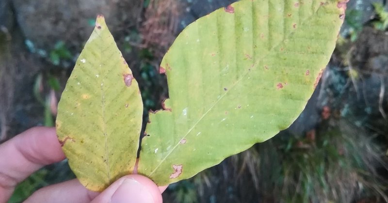 葉っぱはなぜ下から枯れるのか 植物の面白い生存戦略 植物から学ぶ むしとり日記 Note