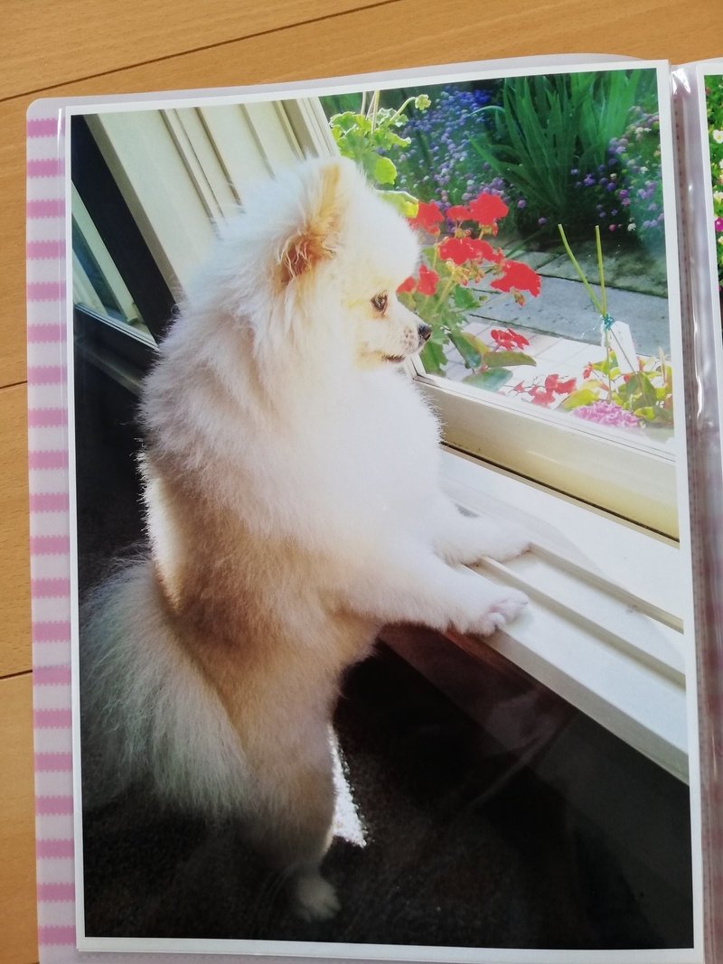 看板犬が届きました Elica ヒーリングスペースan Note 看板犬が届きました Elica ヒーリングスペースan Note