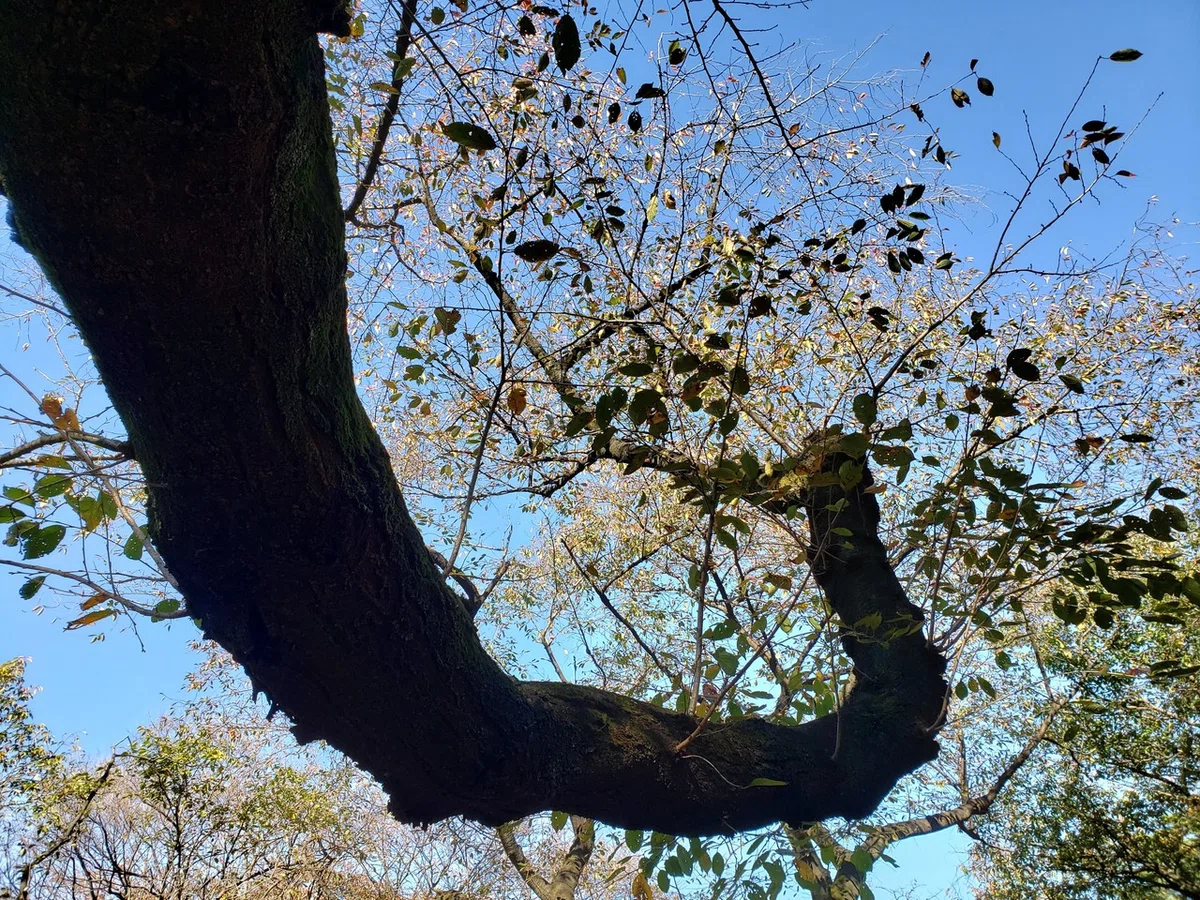 画像19