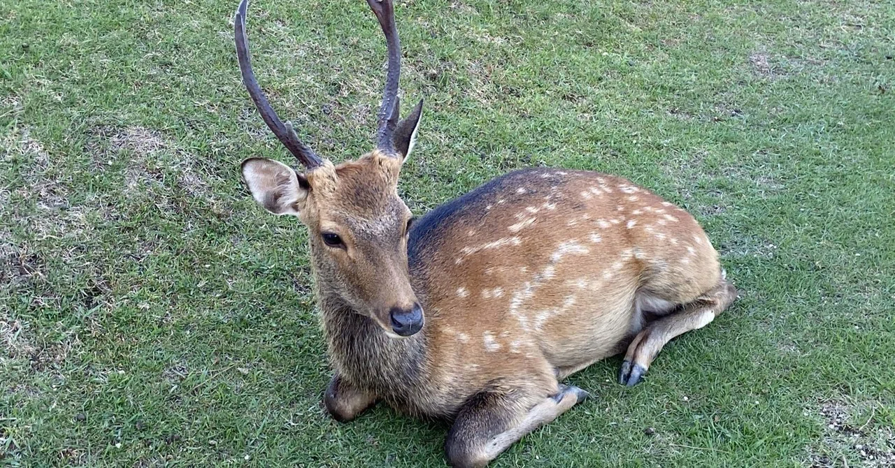 奈良公園は夏から秋に行くのがお勧め。小鹿が可愛すぎる。｜有間カオル