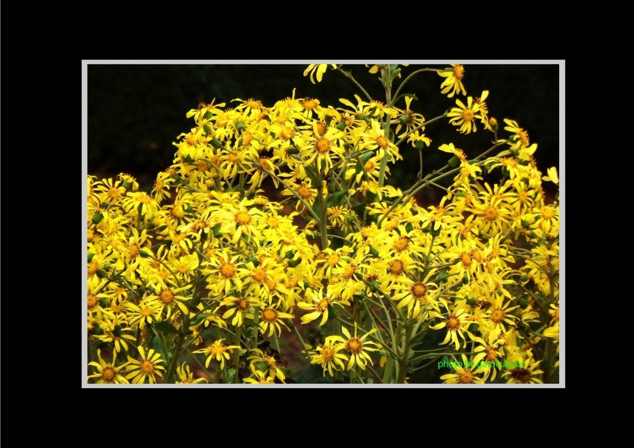 ツワブキ これを つわの花と言い換えると 格調が上がって初冬という季語になるのである Gatokukubo Note