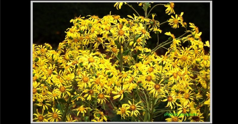 ツワブキ これを つわの花と言い換えると 格調が上がって初冬という季語になるのである Gatokukubo Note