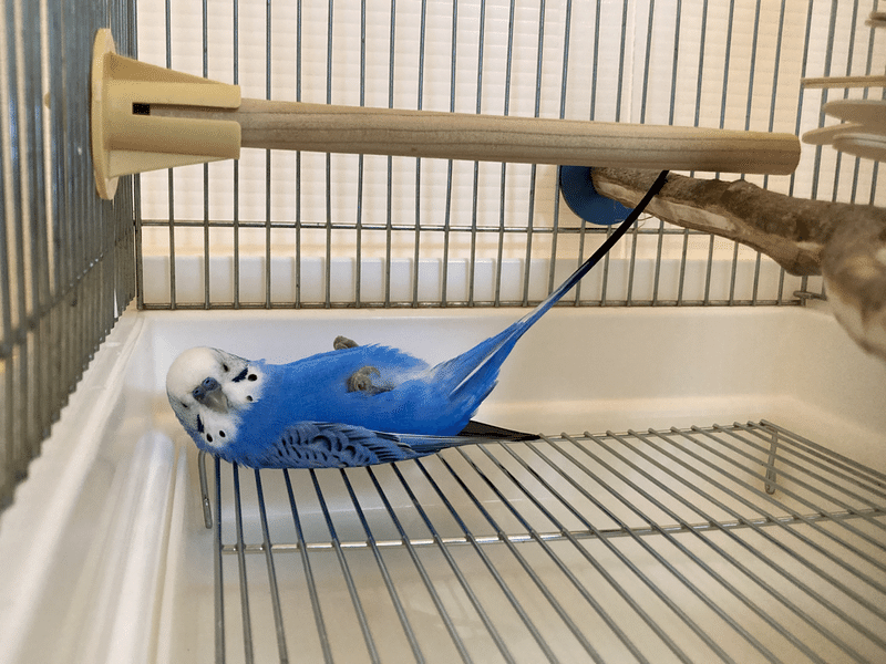 11 15は いいインコの日 インコまるけ Note 11 15は いいインコの日 インコまるけ Note