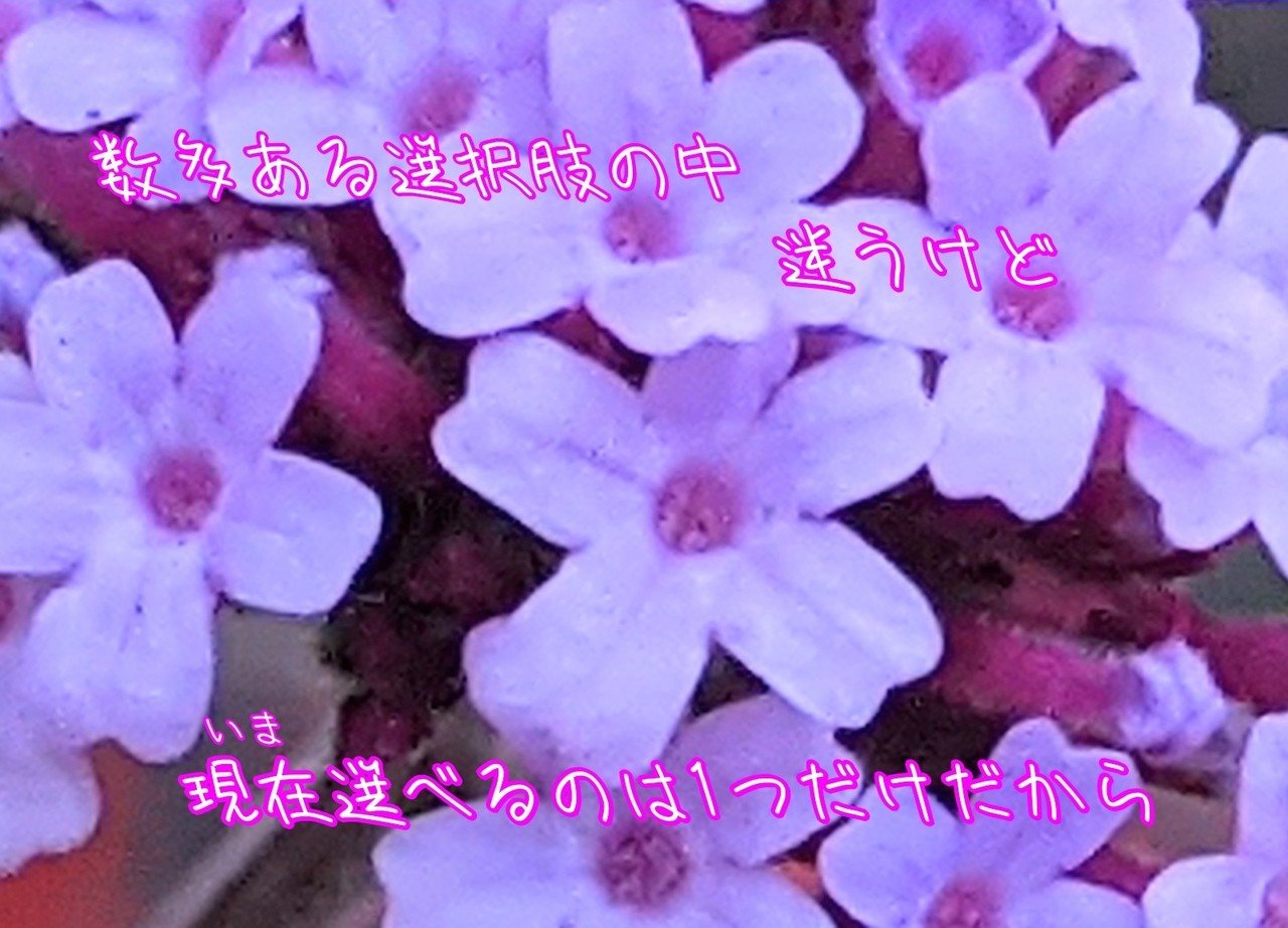 ヤナギハナガサの写真で一首 柘榴 Note ヤナギハナガサの写真で一首 柘榴 Note