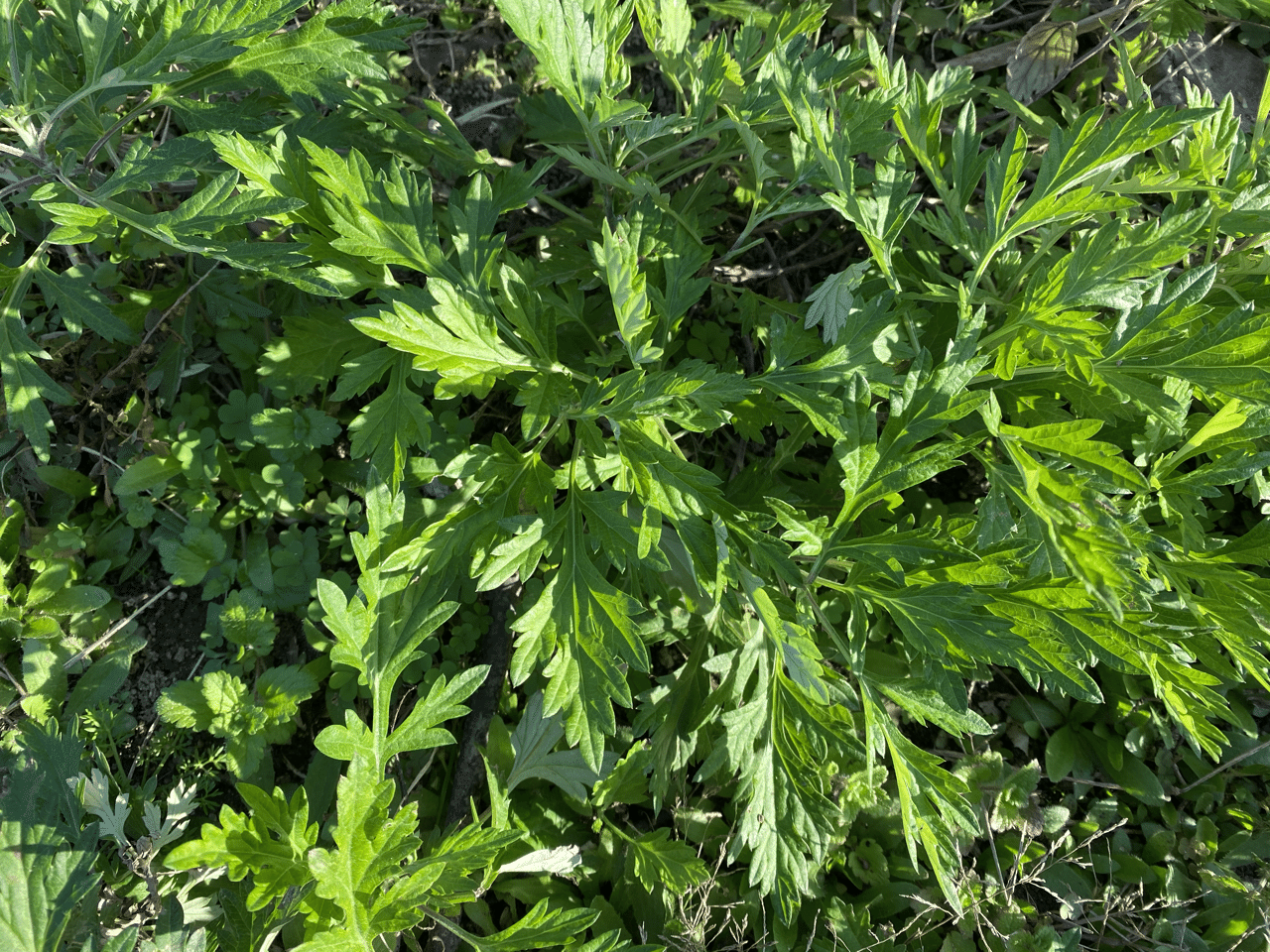 Vol 51 秋の雑草 ころのにわ 自然菜園 Note