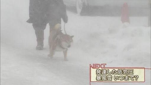 柴犬好きによくある かわいそ可愛い という純情な感情 しばいぬたろう Note