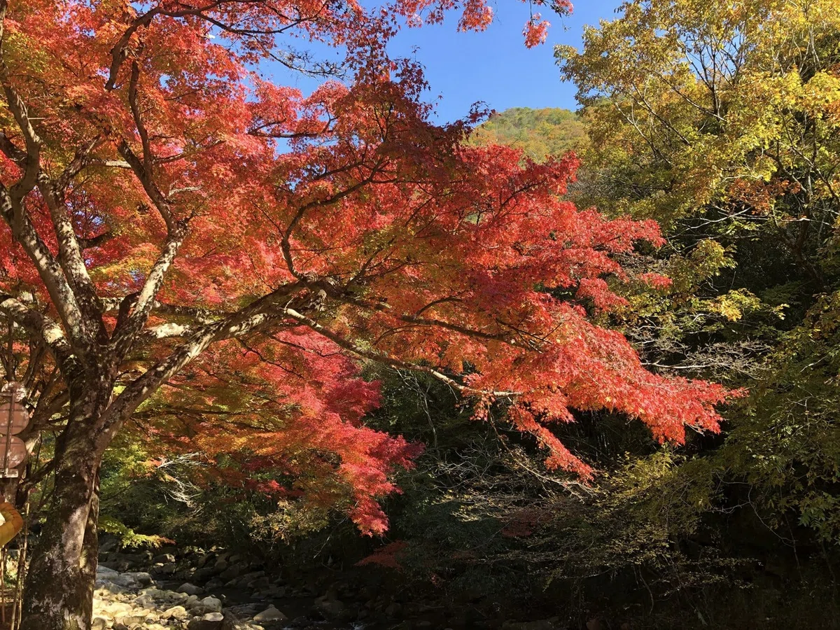 画像9