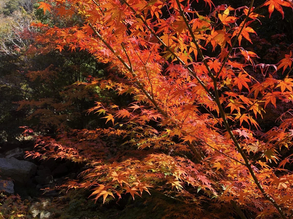 画像9