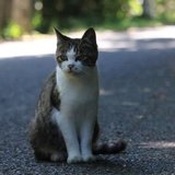 まる猫＠「情報災害」が日本の本質的な問題