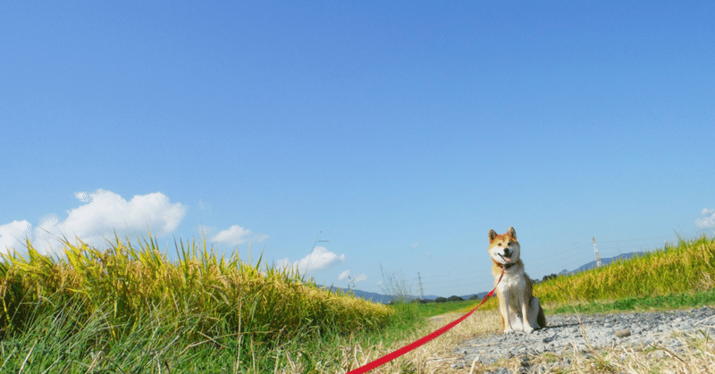 柴犬好きによくある かわいそ可愛い という純情な感情 しばいぬたろう Note