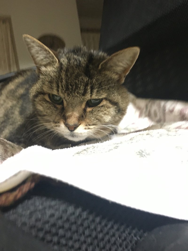 猫が死期を悟ったとき２ しおみ Note