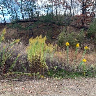 セフィラ スゥ1月卒業決定 企業系vtuberの進退とその記録の行方 阿斗乃真釣 Note