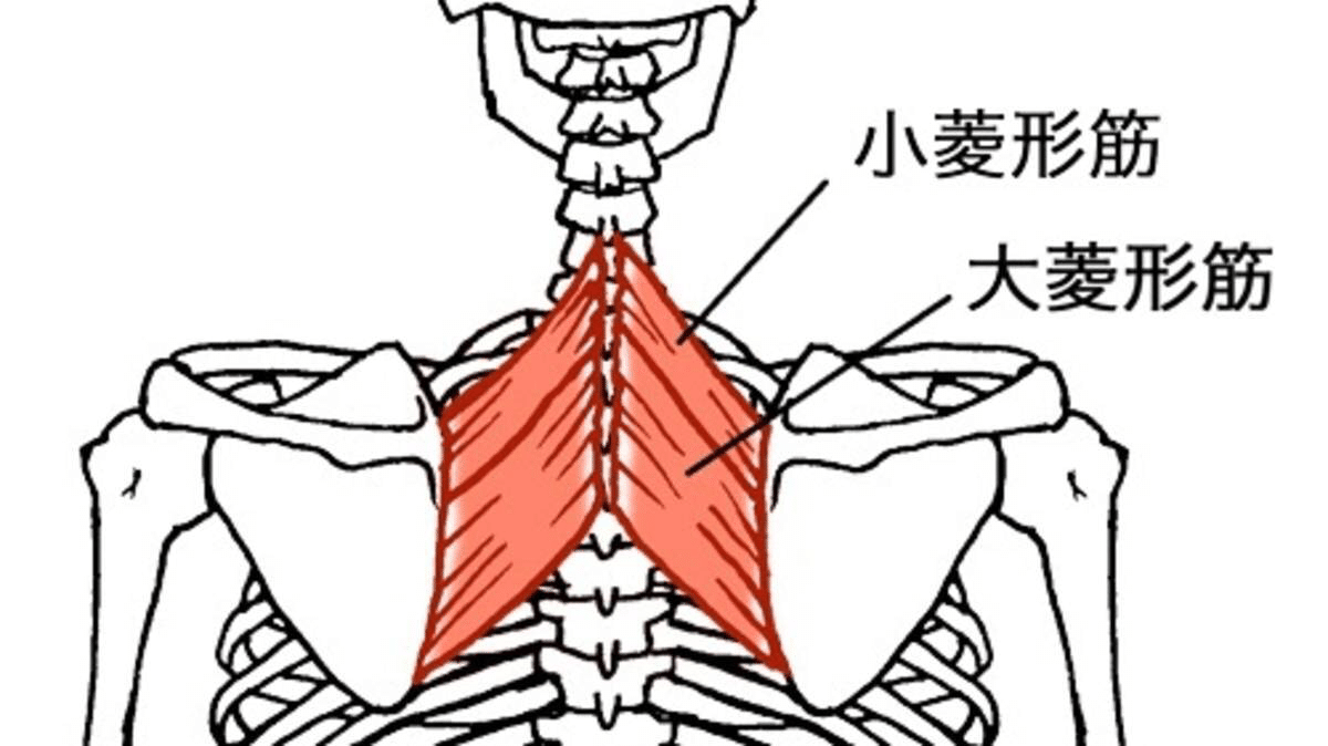 名称 背中 の 筋肉